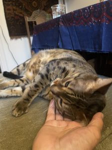 Cat placing her head in a human hand